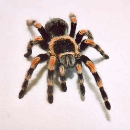 brachypelma smithy