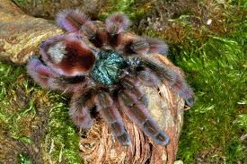 aicularia versicolor